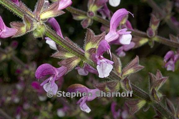 salvia hierosolymitana 6 graphic